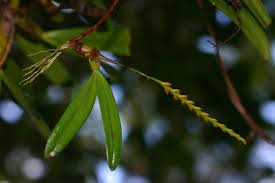 Image result for Bulbophyllum fuscum