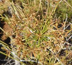 Image result for Cyperus deciduus