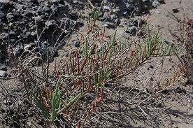 Image result for Sarcocornia decumbens