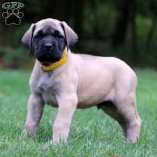 English mastiff great dane mix. Great Dane Mix Puppies For Sale Greenfield Puppies