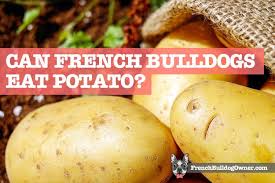 More french words for potato. Can French Bulldogs Eat Potatoes Sweet Mashed Raw Or French Fries