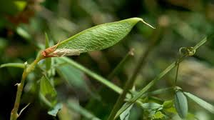 Image result for Zornia pratensis