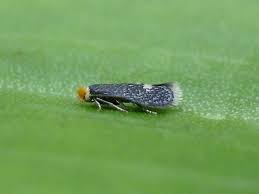 Image result for Stigmella ulmariae