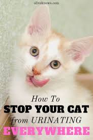 How To Stop Your Cat From Urinating Everywhere Cat Peeing In House Cat Toilet Cat Toilet Training