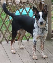 Black And White Spotted Blue Heeler Border Heeler Dog Breed Information And Pictures Border Collie Australian Cattle Dog Mix Aussie Cattle Dog Cattle Dog