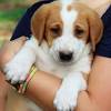 Greater swiss mountain dog puppies — before you buy. Https Encrypted Tbn0 Gstatic Com Images Q Tbn And9gctj8cdnquyrtyomiyo Wutm6kmzqlxqcppovzxko1lp39hgsds8 Usqp Cau