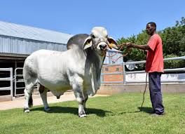Bulls from these three breeds were mated with european. Botswana Farmers Eye Up Eu Export Markets The Scottish Farmer