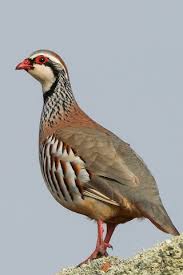 Image result for Alectra rigida