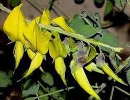 Image result for Crotalaria agatiflora