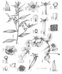 Image result for Ludwigia erecta