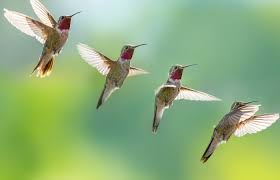 Merawat burung kolibri ninja menjadi tantangan tersendiri karena harus selalu dilakukan setiap hari jika ingin burung yang bagus. Jenis Burung Kolibri Di Indonesia Lengkap Dengan Gambarnya Kicaumania Net