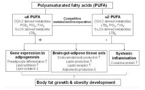 Hypothesis Omega 6 To Omega 3 Ratio Increases Obesity