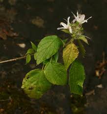 Image result for Mellera