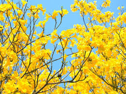 The season starts in july and lasts till october. 10 Monsoon Flowers In India