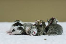 We asked ourselves that question and spent hours researching scientific. What You Need To Know About Newborn Kitten Care Catster