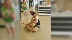 Jun 16, 2021 · the living vampire himself, dr. Woman Looking For A New Pet To Adopt Reunited With The Dog She Lost Two Years Ago Cbs Pittsburgh