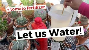 Light watering in winter will help to keep your cactus after winter dormancy period, around march, you must gradually introduce your cacti to sun to prevent burns. How To Water Cactus After Its Winter Rest With Tomato Fertilizer Youtube