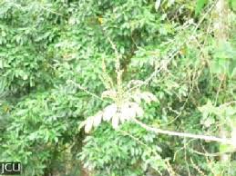 Image result for Brucea