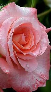 Flowers by carolyne roehm who does not love gazing at beautiful flowers? 126 Lovely Flowers Ideas Flowers Beautiful Roses Beautiful Flowers