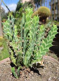 Image result for Euphorbia ramulosa