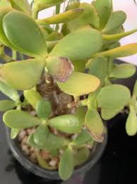 Check spelling or type a new query. Need Help With Jade Plants Leaves Black Falling Off