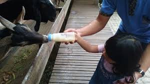 Ada banyak lagu anak dan lagu daerah yang bisa diunduh gratis di www.pelanginada.com. Kambing Dewasa Juga Mau Picture Of Kuntum Farmfield Bogor Tripadvisor