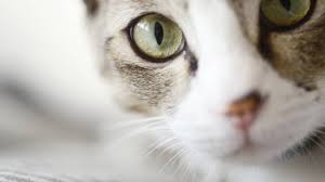 It is really hard to tell the difference between ibd and lymphoma. Cat Poop Normal Problems Constipation Diarrhea And More