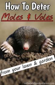 How to kill moles for.35 cents! How To Deter Ground Moles And Voles From The Yard Garden Naturally Lawn And Garden Garden Pests Easy Garden