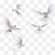 Pigeon Png Pigeon Vector Flying Pigeon Carrier Pigeon Pigeon Cartoon Pigeon Silhouette Pigeon Drawing Cartoon Pigeon Pigeon Wings Pigeon Pooping Pigeon Poop Pigeon Forge Tn Pigeon Bird Drawing Pigeon Bus Pigeon Select your favorite images and download them for use as wallpaper for your desktop or phone. pigeon png pigeon vector flying
