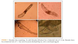Image result for Demodex brevis