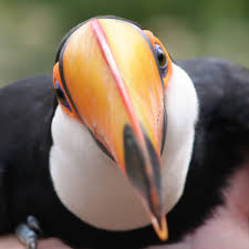 Pin On Cute Nature Piume