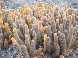 There is soil in it. Lava Cactus L Fascinating Plant Our Breathing Planet