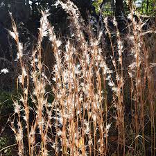 Image result for Andropogon textilis