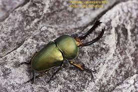 Dorcus hopei hopei from china 78mm lucanidae. Papua Insects Foundation Coleoptera Lucanidae