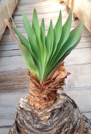 Image result for Boophone