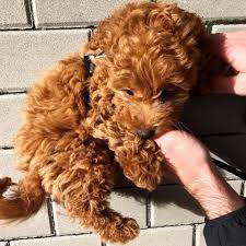 We breed goldendoodle, sheepadoodle, and bernedoodle puppies. Goldendoodle Puppies For Sale Richmond Va 285432