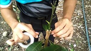 Teknik cantuman baji pokok durian musang king. Cara Cantuman Baji Pokok Mangga Oleh Amatur Kebun Bandar Youtube