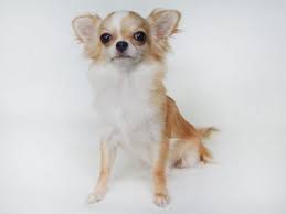 Our Long Coat Female Chihuahua Named Suri Chihuahua Chihuahua Love White Chihuahua