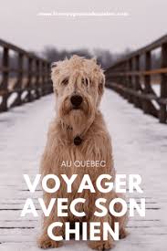 Hotel tadoussac à tadoussac : Voyager Avec Son Chien Au Quebec Que Faire Et Ou Aller