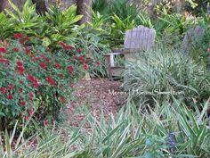 Flax Lily Goodness Landscape Projects Landscape Services Cool Plants