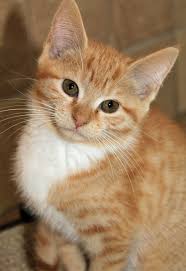 This helps create a nice crust and adds more flavor while preventing the bread from sticking. Top 10 Kittens Making Adopt Me Faces Of 2013 Petfinder Foundation