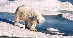 For mange år siden ble noen uvanlig store frø skylt i land på maldivene og i indonesia, noe som vakte stor interesse hos mange. Verdens Storste Bjornarter 2021