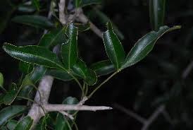 Image result for Searsia gueinzii