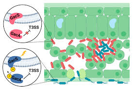 Image result for Pseudomonas syringae