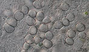 Image result for Micrargeriella