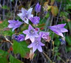 Image result for Tricliceras lanceolatum