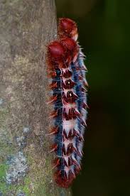 Black And Red Spiky Caterpillar Lagarta Morpho Epistrophus Argentina Macro Photography Insects Cool Insects