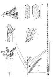 Image result for Sesbania pachycarpa