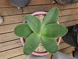 Image result for Jamesbrittenia burkeana