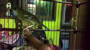 Ciblek kristal ribut mp3 & mp4. Menambah Volume Suara Ciblek Agar Kristal Binatang Peliharaan
